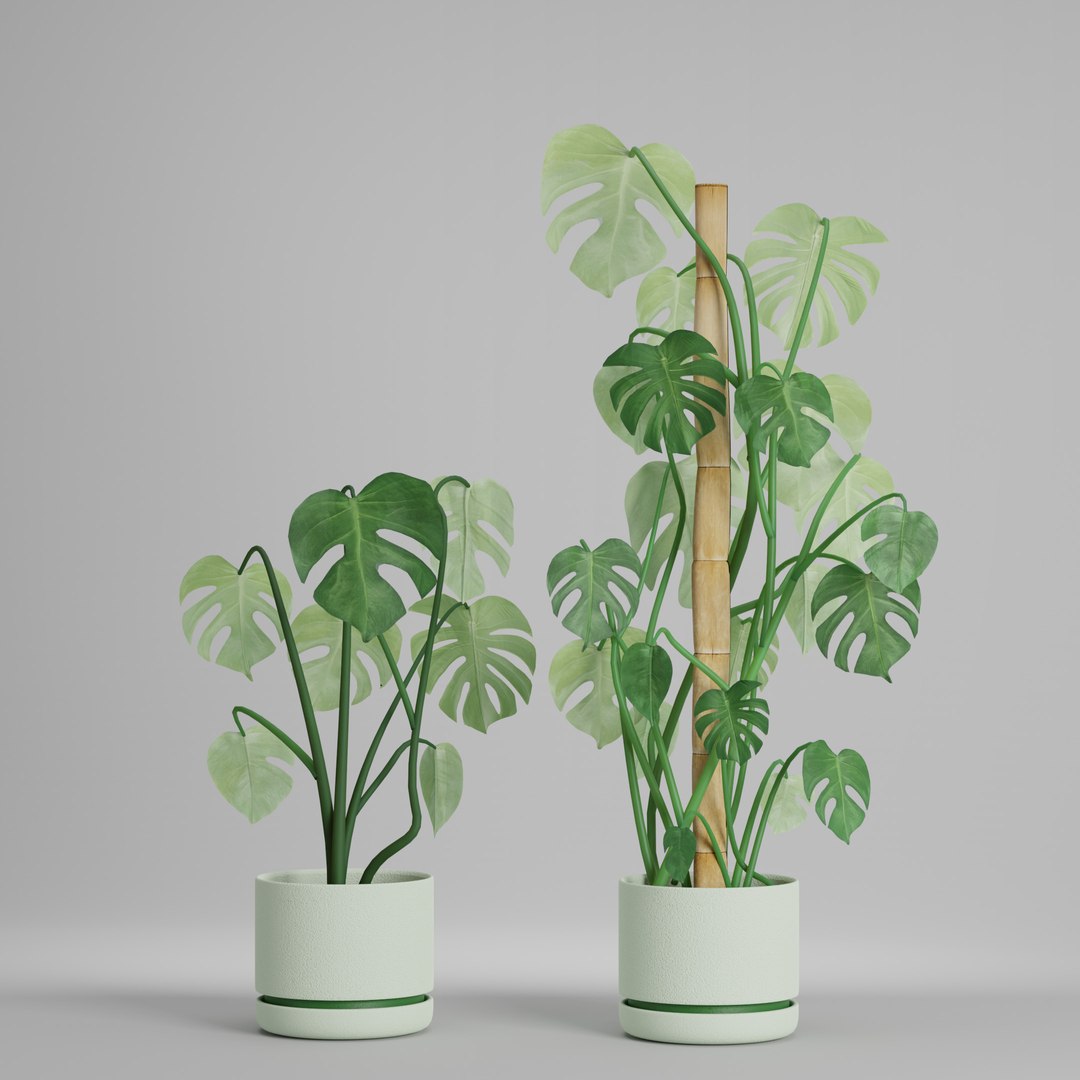 3D Monstera deliciosa x3 https://p.turbosquid.com/ts-thumb/H4/1hXPiA/E6/monsterab_003/jpg/1645333059/1920x1080/fit_q87/9f811d2291154fe5e856d8e768dd887ec0789d3a/monsterab_003.jpg