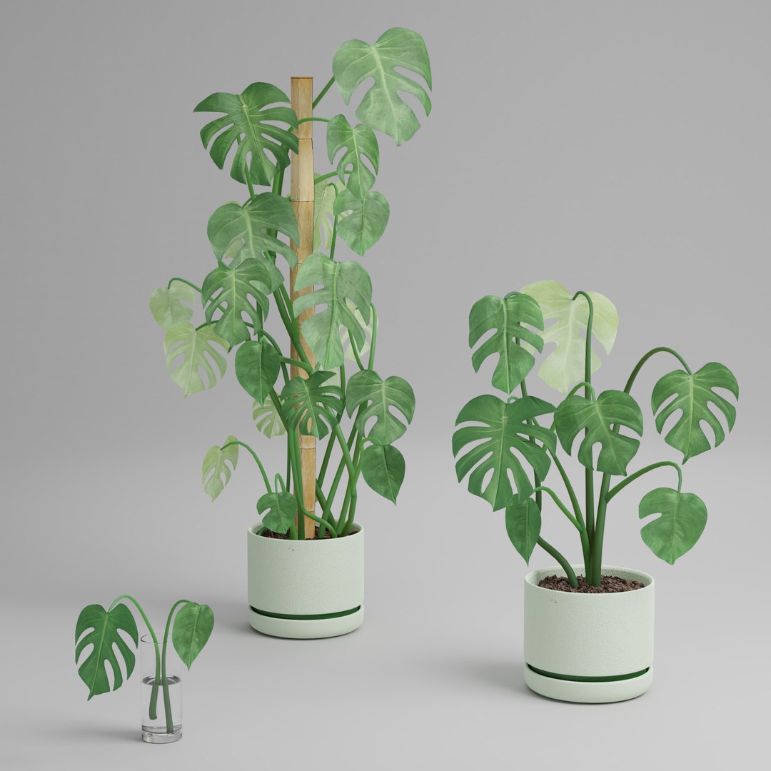 3D Monstera deliciosa x3 https://p.turbosquid.com/ts-thumb/H4/1hXPiA/Ki/monsterab_001/jpg/1645332943/1920x1080/fit_q87/d0b2ab990afe9e92bd4e13978f51838477017fa9/monsterab_001.jpg