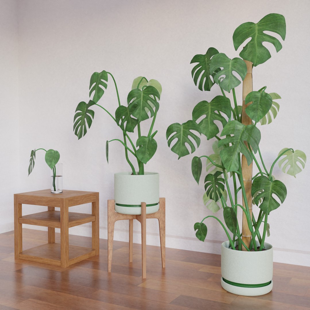 3D Monstera deliciosa x3 https://p.turbosquid.com/ts-thumb/H4/1hXPiA/aI/monsterab_005/jpg/1645332970/1920x1080/fit_q87/bb8fd5c792479c9d9dc41f639ab4ec6691b10733/monsterab_005.jpg