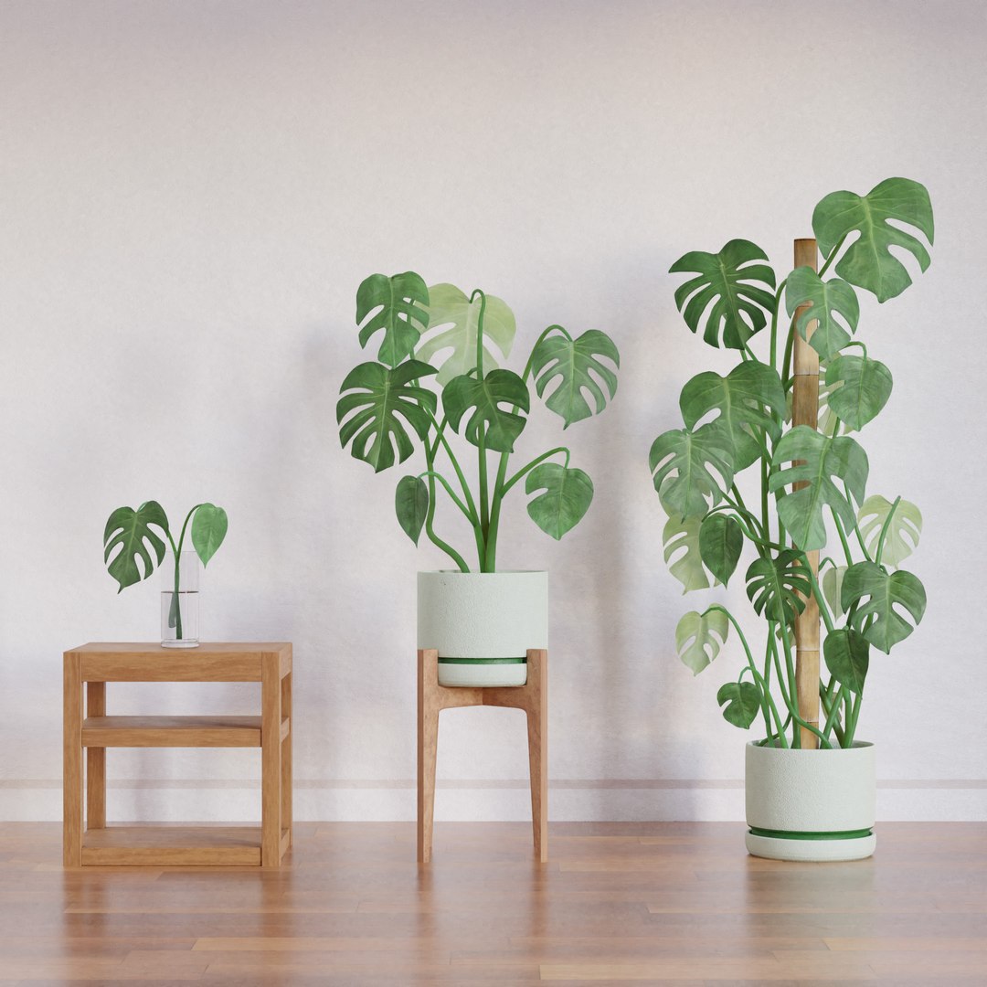 3D Monstera deliciosa x3 https://p.turbosquid.com/ts-thumb/H4/1hXPiA/uJ/monsterab_004/jpg/1645332998/1920x1080/fit_q87/7140d9ec51f31c9ae98c27ea099483482201a37d/monsterab_004.jpg