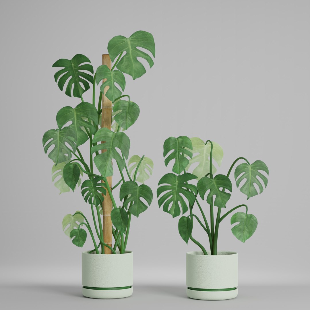 3D Monstera deliciosa x3 https://p.turbosquid.com/ts-thumb/H4/1hXPiA/yJ/monsterab_002/jpg/1645332958/1920x1080/fit_q87/a3b4145d6e14dac4fe377f41f721ba7ecaa958c4/monsterab_002.jpg