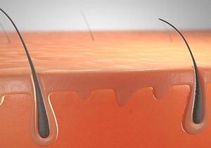 3D skin cross section model