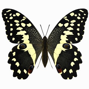 3d citrus swallowtail butterfly