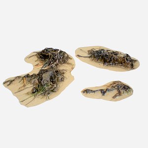 Beach Seaweed