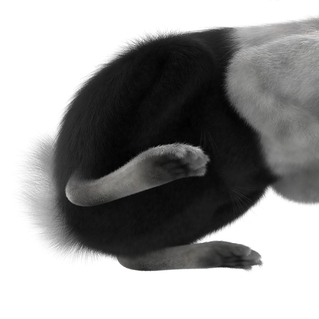 black rabbit pose 2 max https://p.turbosquid.com/ts-thumb/H4/NhDbuz/1e4qAurU/3dmodelofblackrabbit17/jpg/1458295727/1920x1080/fit_q87/1f457888285504523d9f155639530f8ae706ebc8/3dmodelofblackrabbit17.jpg