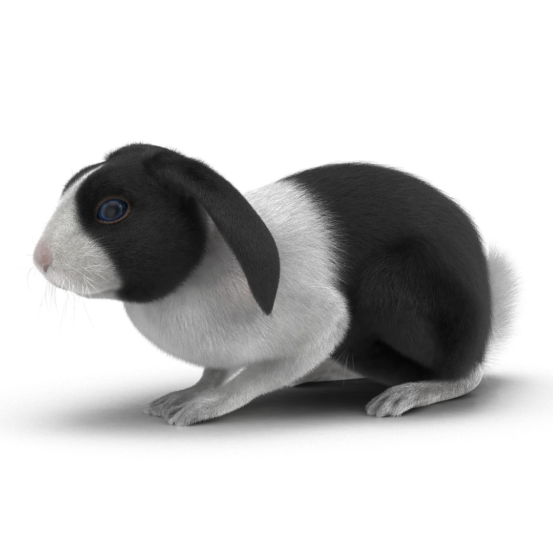 black rabbit pose 2 max https://p.turbosquid.com/ts-thumb/H4/NhDbuz/3urNyOgF/3dmodelofblackrabbit04/jpg/1458295726/1920x1080/fit_q87/9b5d88856f06b95aa0e92b532894a65deef47618/3dmodelofblackrabbit04.jpg