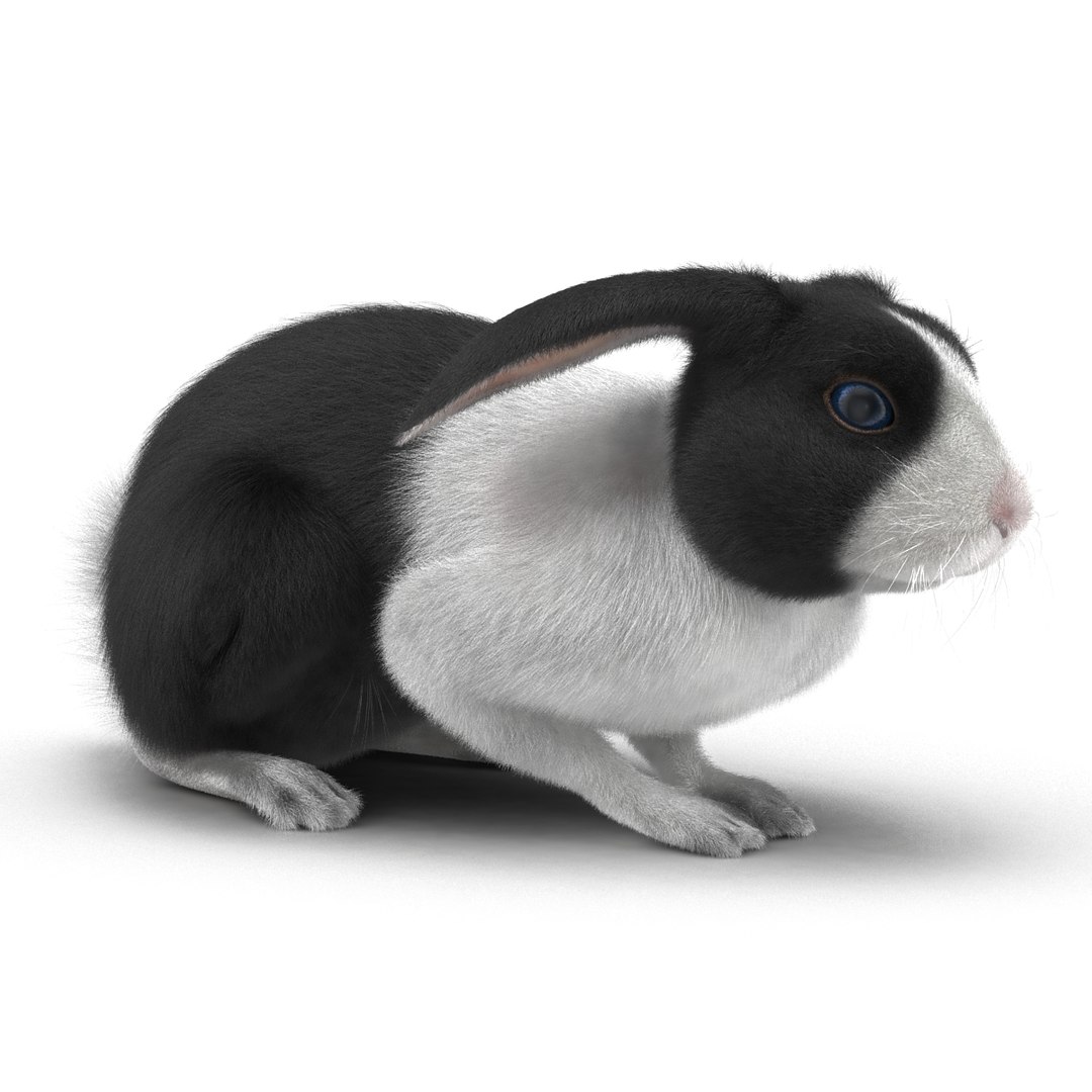 black rabbit pose 2 max https://p.turbosquid.com/ts-thumb/H4/NhDbuz/5b1biT9P/3dmodelofblackrabbit03/jpg/1458295726/1920x1080/fit_q87/c2764b97c842527044a3110f193a699eebc968ba/3dmodelofblackrabbit03.jpg