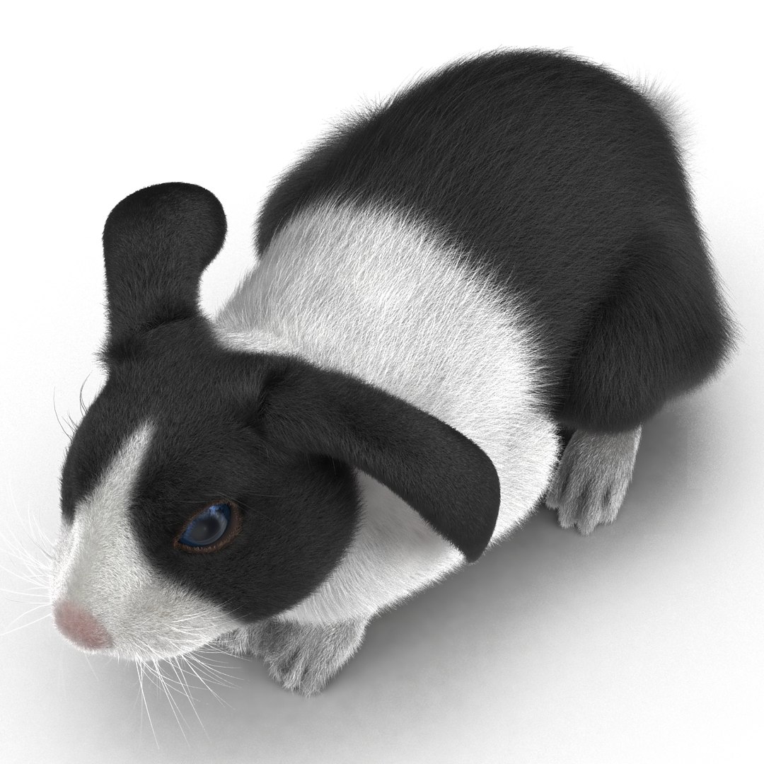 black rabbit pose 2 max https://p.turbosquid.com/ts-thumb/H4/NhDbuz/JjQH1aGa/3dmodelofblackrabbit11/jpg/1458295727/1920x1080/fit_q87/3a3c8e09ce74f04e16902cf144373d71e7007c0d/3dmodelofblackrabbit11.jpg