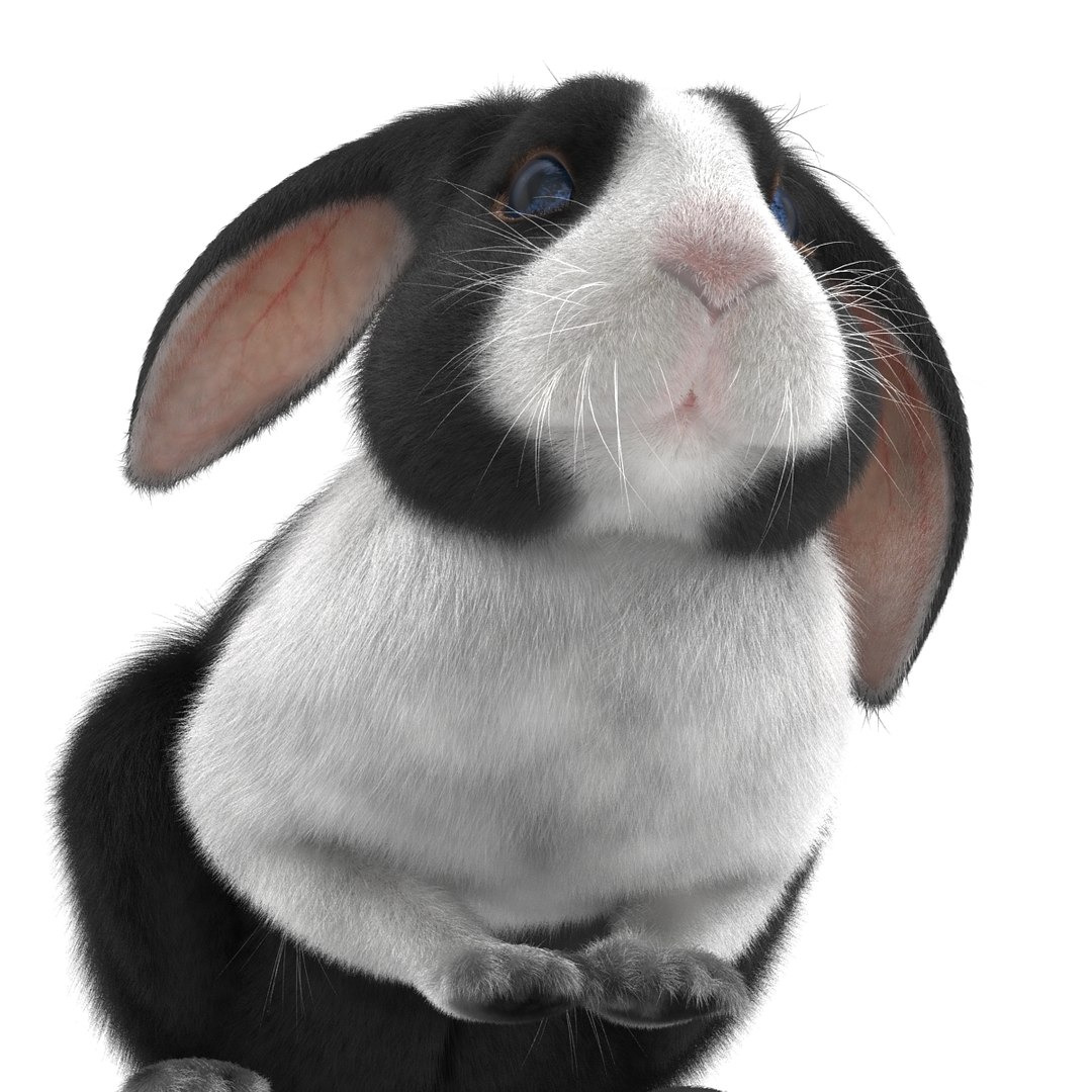black rabbit pose 2 max https://p.turbosquid.com/ts-thumb/H4/NhDbuz/NSk19Fdk/3dmodelofblackrabbit20/jpg/1458295728/1920x1080/fit_q87/96cf5fc455a90204e3a46488329b4d6478eaf9d5/3dmodelofblackrabbit20.jpg