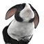 Black Rabbit Pose 2 3D Model