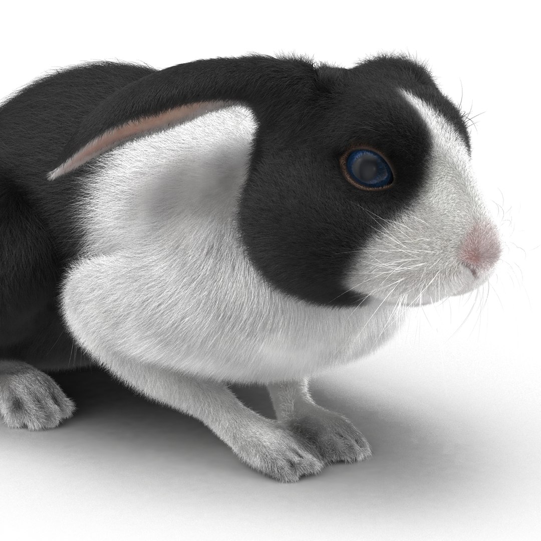 black rabbit pose 2 max https://p.turbosquid.com/ts-thumb/H4/NhDbuz/cAFfKp24/3dmodelofblackrabbit18/jpg/1458295727/1920x1080/fit_q87/585b662917d431a12d98d1fe13bd1b7f3f5019cc/3dmodelofblackrabbit18.jpg