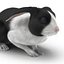 Black Rabbit Pose 2 3D Model