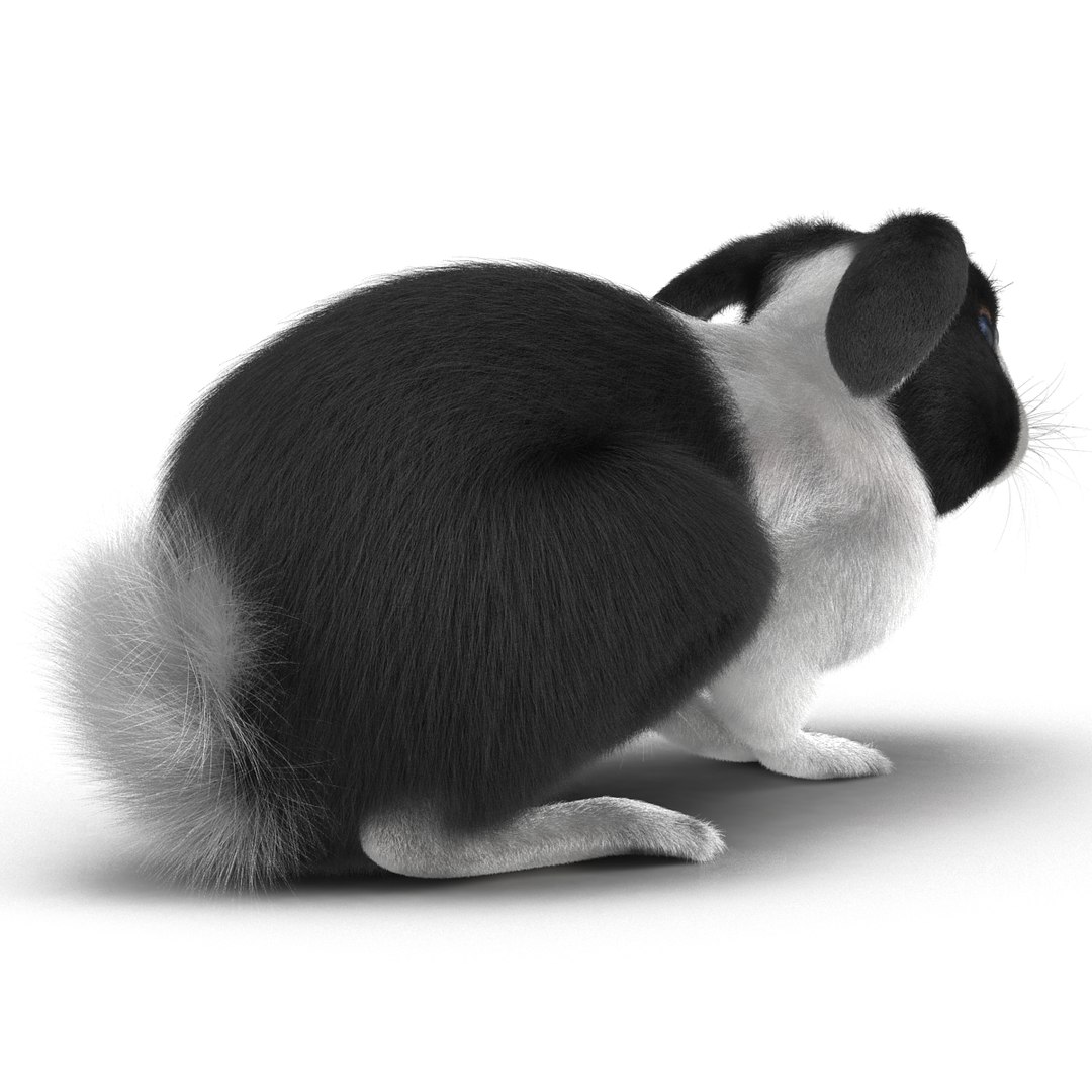 black rabbit pose 2 max https://p.turbosquid.com/ts-thumb/H4/NhDbuz/dkVP6lnd/3dmodelofblackrabbit06/jpg/1458295726/1920x1080/fit_q87/aeae17d82bbbe8ebfc33101fd9c78451be90c658/3dmodelofblackrabbit06.jpg