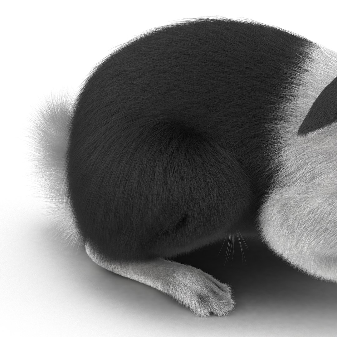 black rabbit pose 2 max https://p.turbosquid.com/ts-thumb/H4/NhDbuz/woTlR81W/3dmodelofblackrabbit16/jpg/1458295727/1920x1080/fit_q87/d6765f8175f64da23d3b6ff1fe6f02aeea36ba06/3dmodelofblackrabbit16.jpg