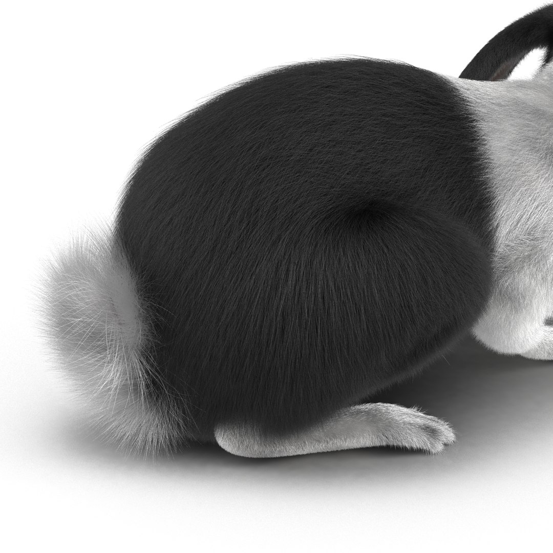 black rabbit pose 2 max https://p.turbosquid.com/ts-thumb/H4/NhDbuz/zhJfQ7Sh/3dmodelofblackrabbit15/jpg/1458295727/1920x1080/fit_q87/3e8f16bae1718c1ec9f104686b2920b21697fba9/3dmodelofblackrabbit15.jpg