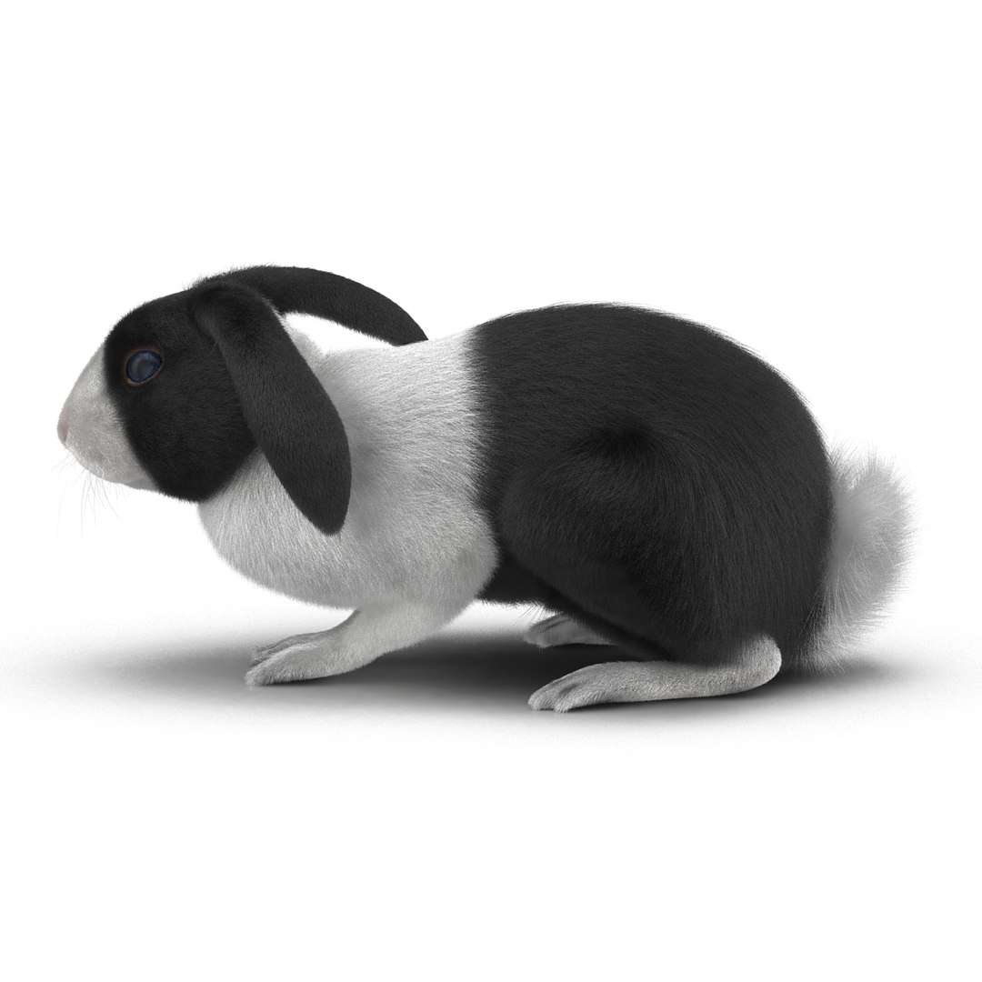 black rabbit pose 2 max https://p.turbosquid.com/ts-thumb/H4/NhDbuz/zmafaEJ9/3dmodelofblackrabbit08/jpg/1458295726/1920x1080/fit_q87/0f920a2cd83a396344965236559aab858d59c2b5/3dmodelofblackrabbit08.jpg