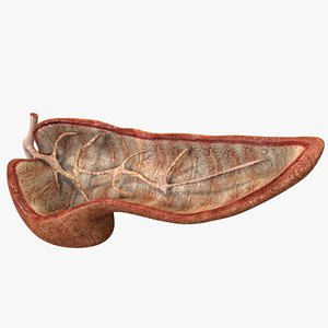 3D human pancreas