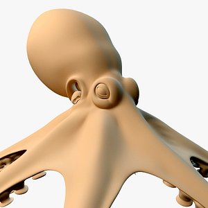 3d model octopus squid