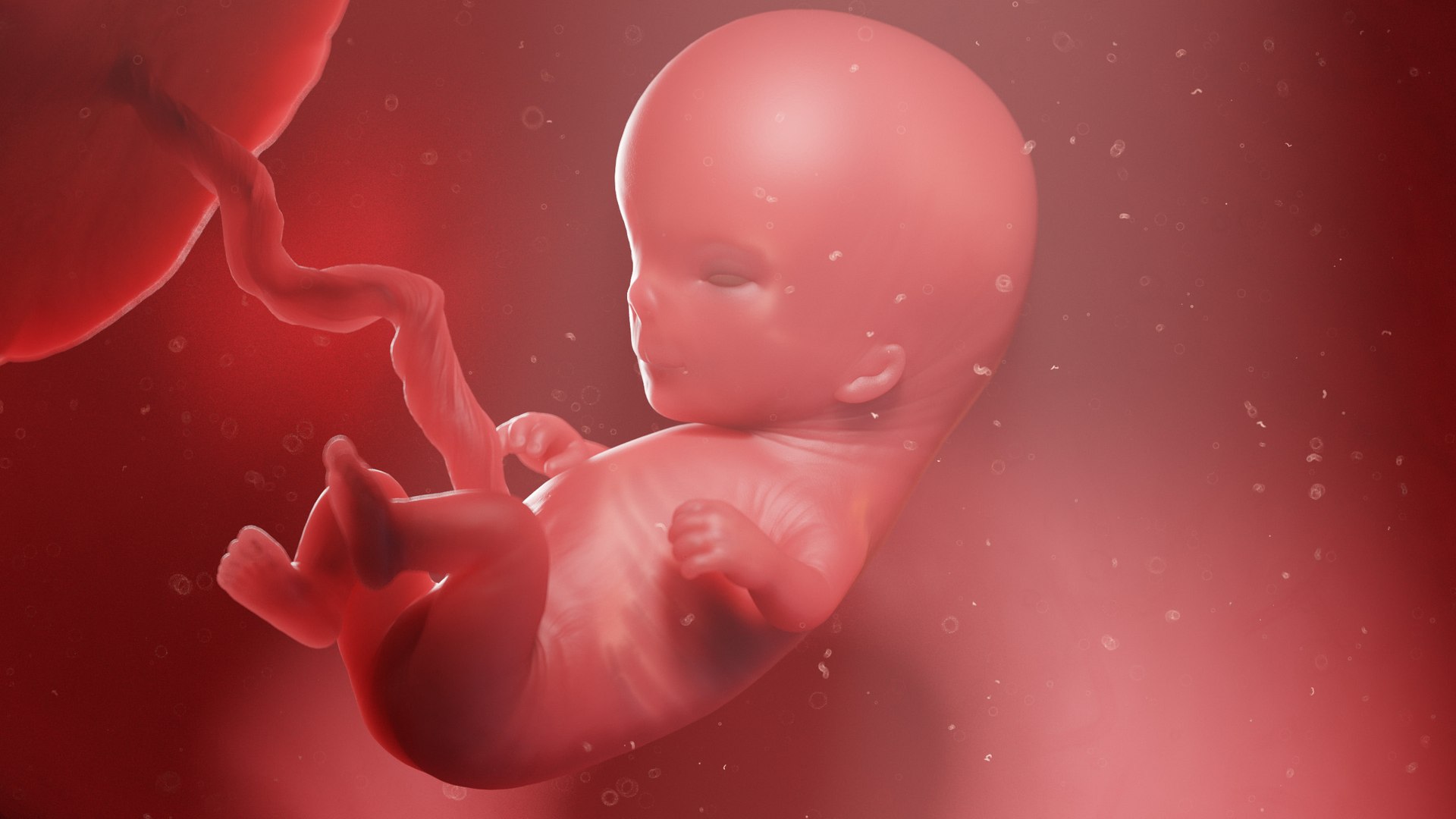 3D Fetus Anatomy Week 11 Static - TurboSquid 1845198