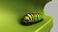 Stem Borer and Caterpillar