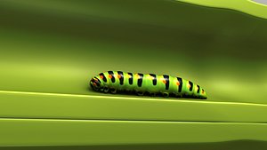Stem Borer and Caterpillar