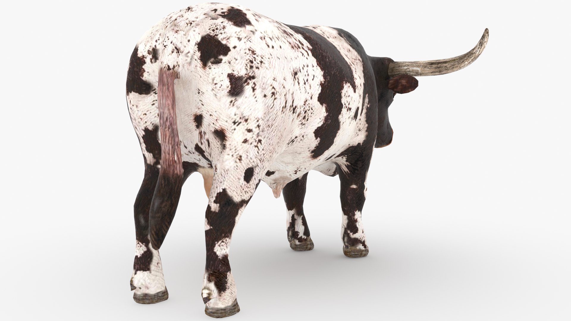 Texas Longhorn Bull Low poly 3D https://p.turbosquid.com/ts-thumb/H4/j5kf1Q/mu/texas_longhorn_0004/png/1619018216/1920x1080/fit_q87/8fc4aeed23446b7cd97449e7fe5aa1e02b4add04/texas_longhorn_0004.jpg