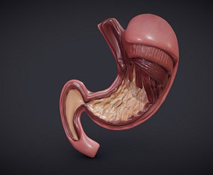 Stomach Cross-Section