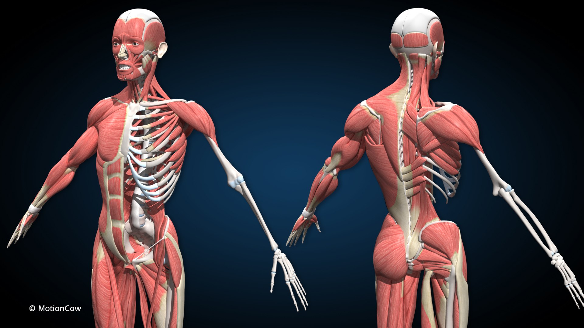 Male Muscular Skeletal V2 - Advanced Rig 3D Model - TurboSquid 2285419