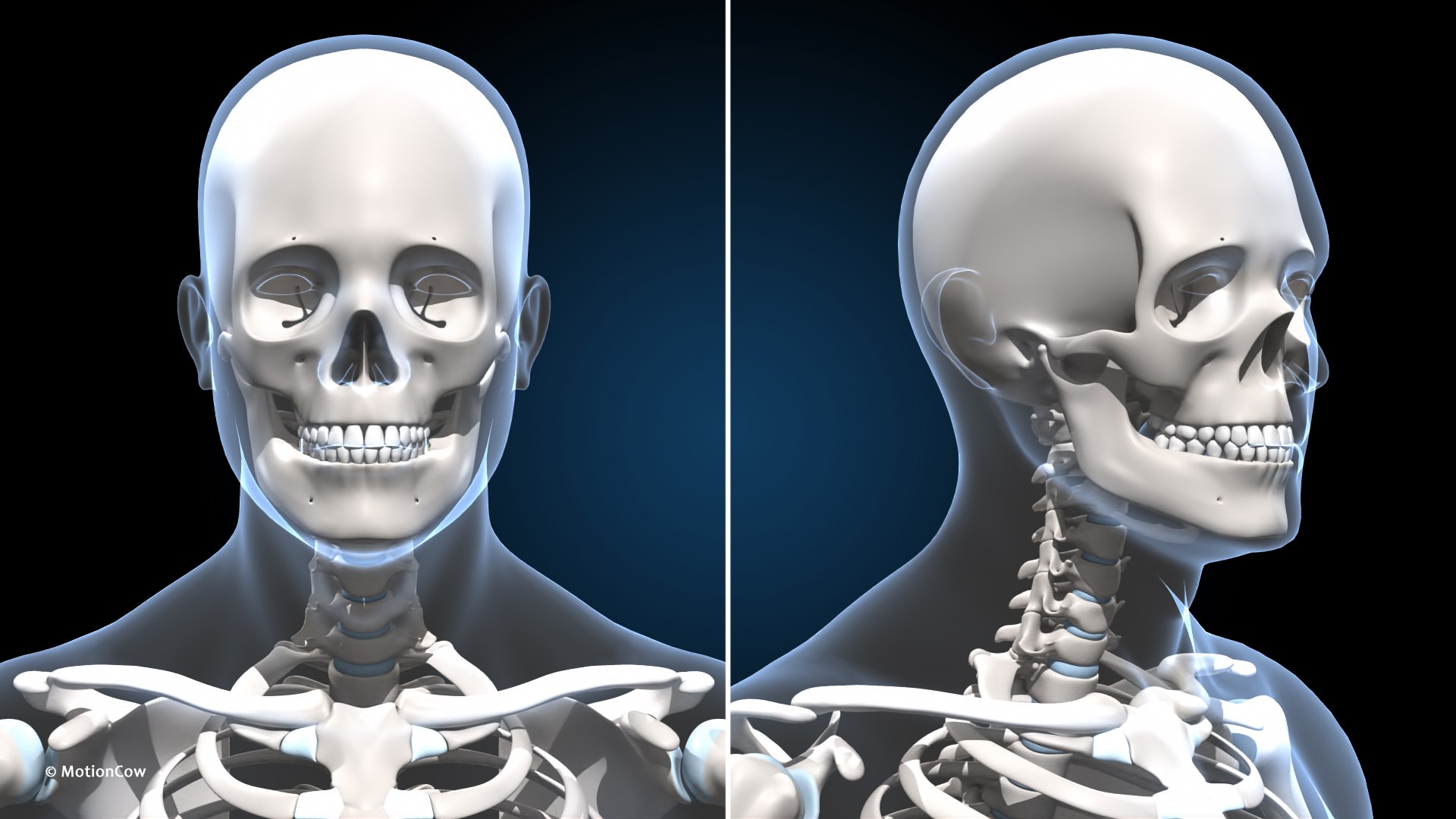 Male Muscular Skeletal V2 - Advanced Rig 3D Model - TurboSquid 2285419