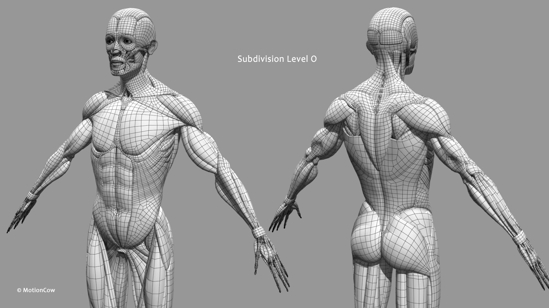 Male Muscular Skeletal V2 - Advanced Rig 3D Model - TurboSquid 2285419