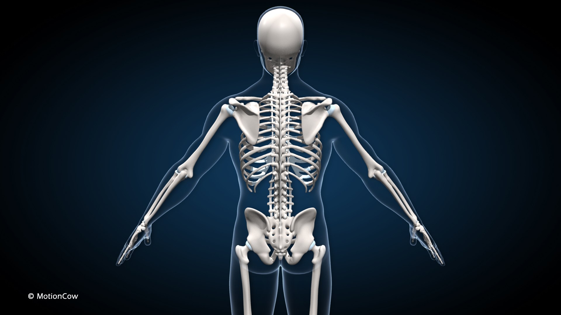 Male Muscular Skeletal V2 - Advanced Rig 3D Model - TurboSquid 2285419