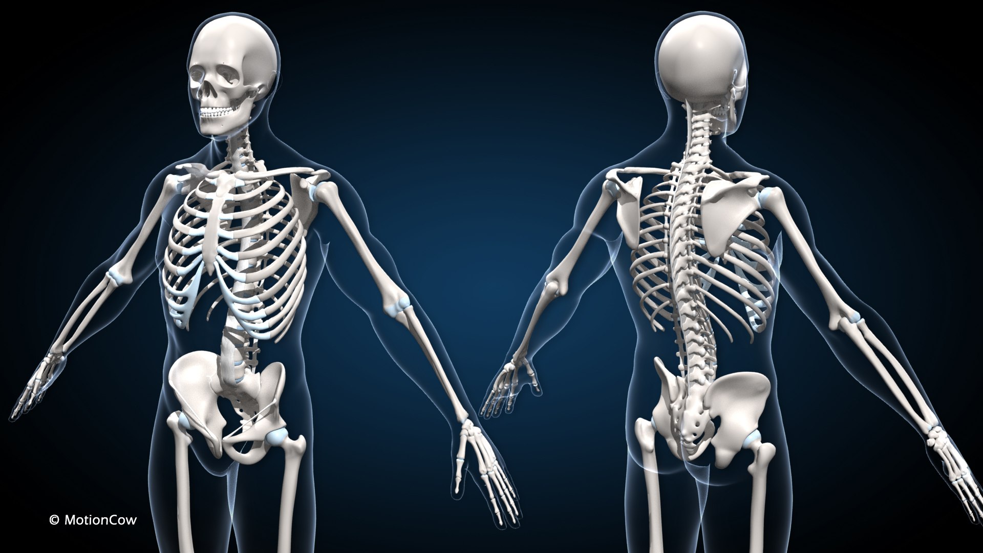 Male Muscular Skeletal V2 - Advanced Rig 3D Model - TurboSquid 2285419