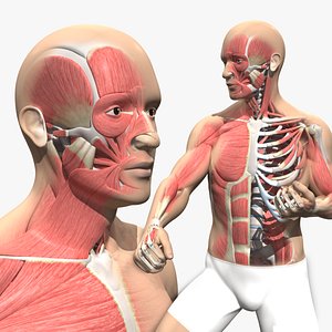 Male Muscular Skeletal V2 - Advanced Rig 3D model