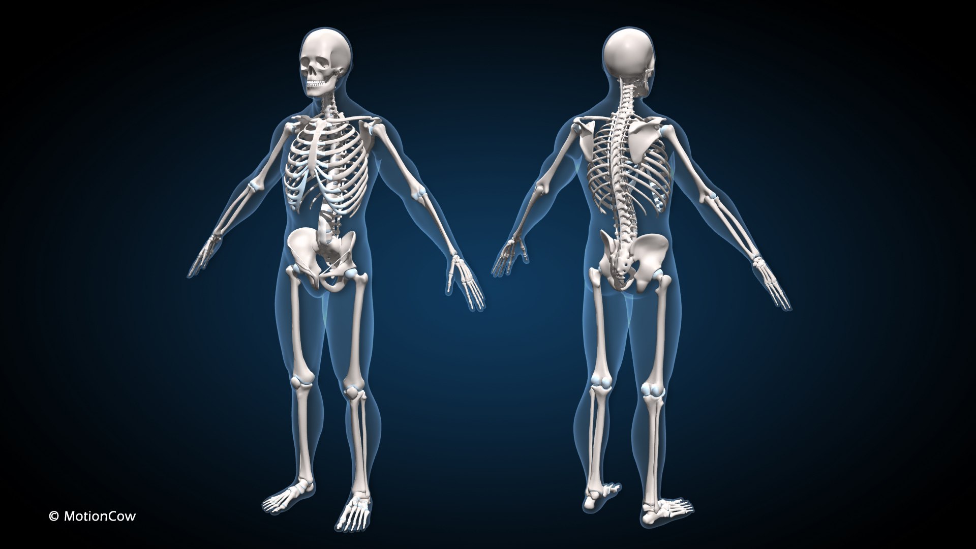 Male Muscular Skeletal V2 - Advanced Rig 3D Model - TurboSquid 2285419