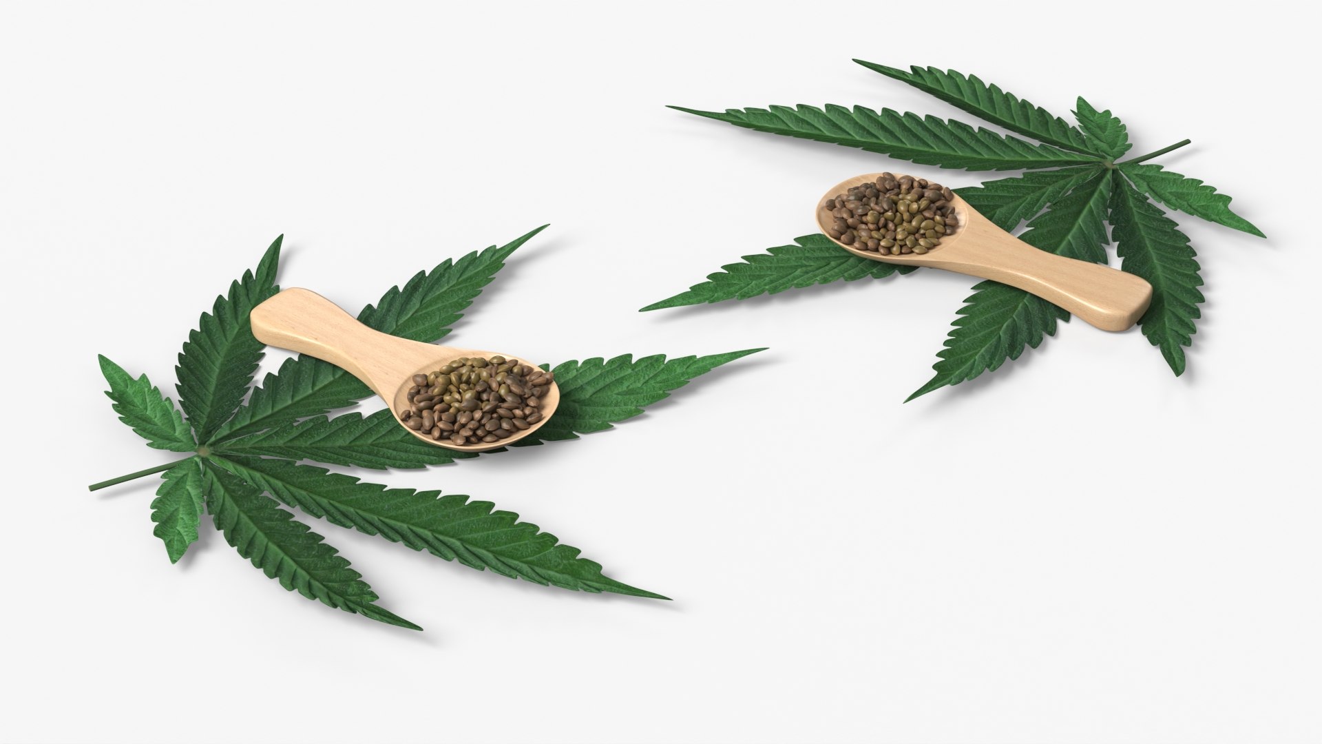 Leaf Hemp with Seeds in Wooden Spoon 3D model preview