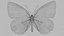 Marbled White Butterfly