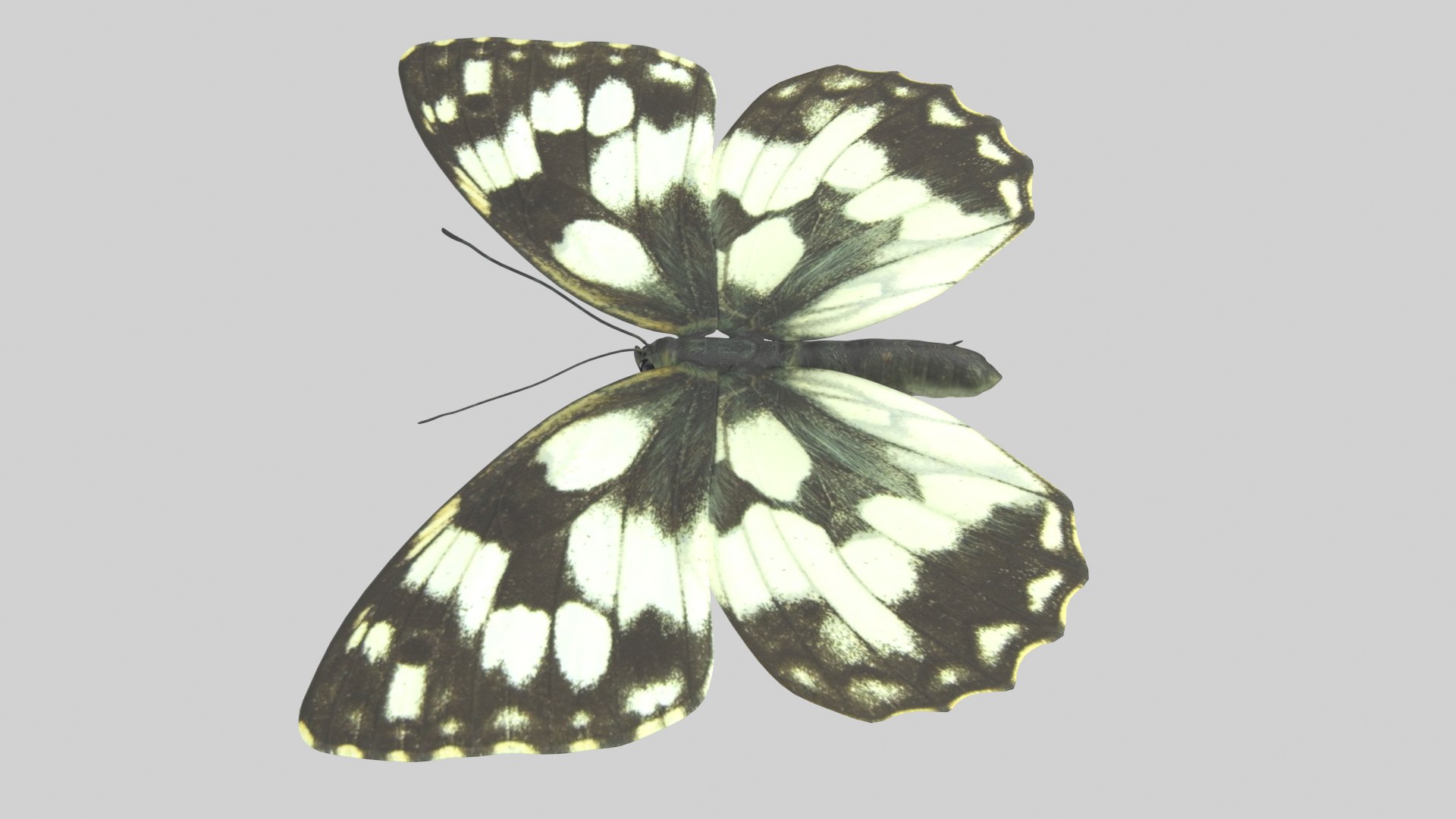 Marbled White Butterfly 3D https://p.turbosquid.com/ts-thumb/H4/z7ceXR/N3/marbledwhite_r5/png/1639983610/1920x1080/fit_q87/8268d1967ccf86723a16442639efcff1825031a2/marbledwhite_r5.jpg