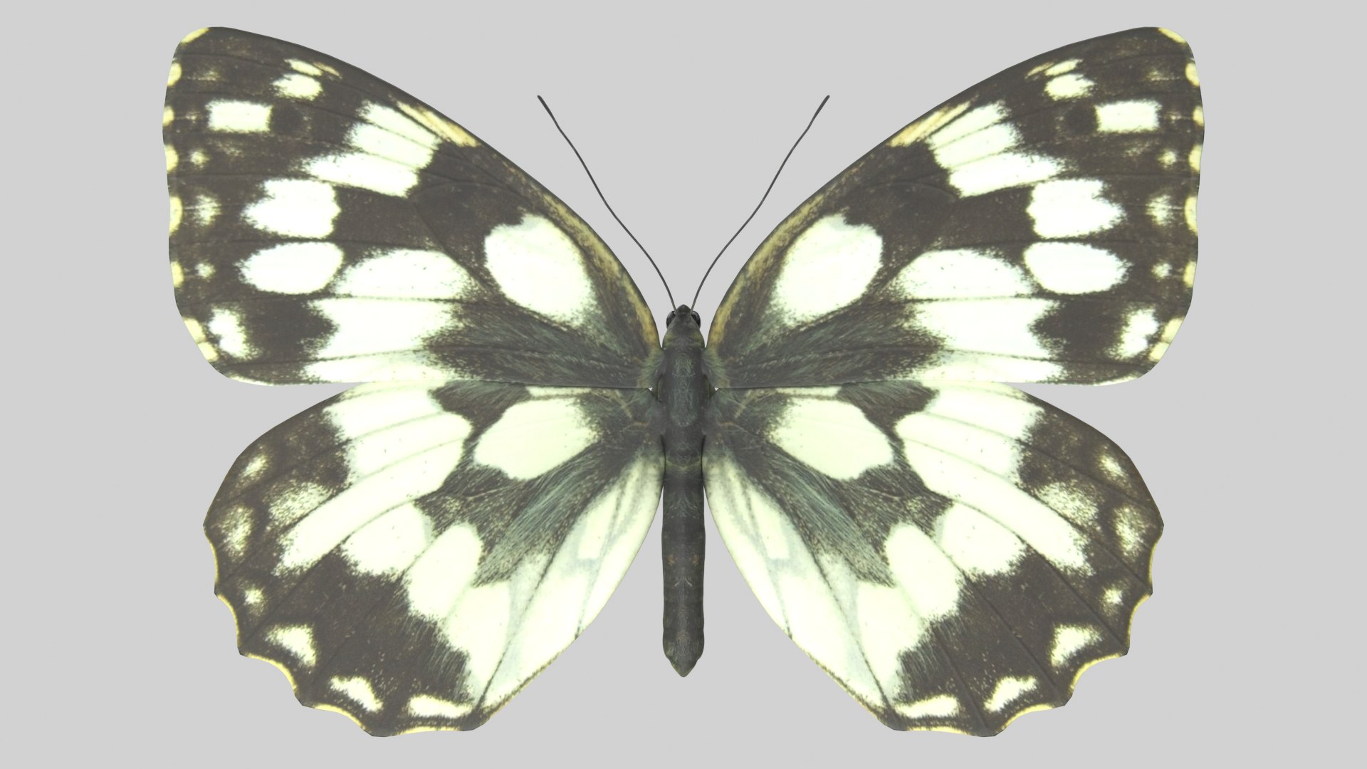 Marbled White Butterfly 3D https://p.turbosquid.com/ts-thumb/H4/z7ceXR/fo/marbledwhite_r1/png/1639983613/1920x1080/fit_q87/51d10d4e20b05c6330453e90092a1367ea833d87/marbledwhite_r1.jpg