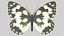 Marbled White Butterfly