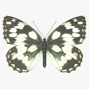 Marbled White Butterfly 3D