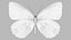 Marbled White Butterfly