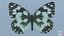 Marbled White Butterfly