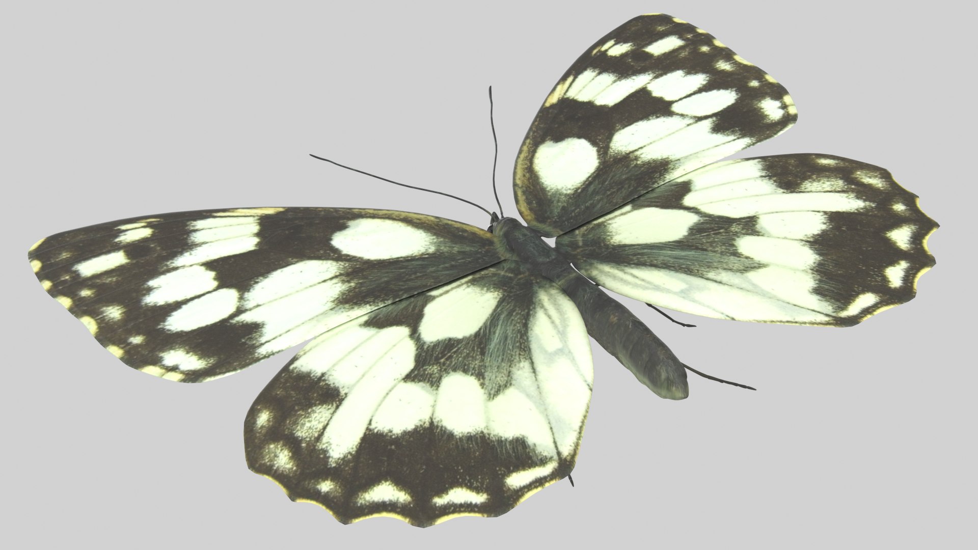 Marbled White Butterfly 3D https://p.turbosquid.com/ts-thumb/H4/z7ceXR/lv/marbledwhite_r4/png/1639983608/1920x1080/fit_q87/eb65faf1b1aa775c775a9270c93b8dce6f7789a4/marbledwhite_r4.jpg
