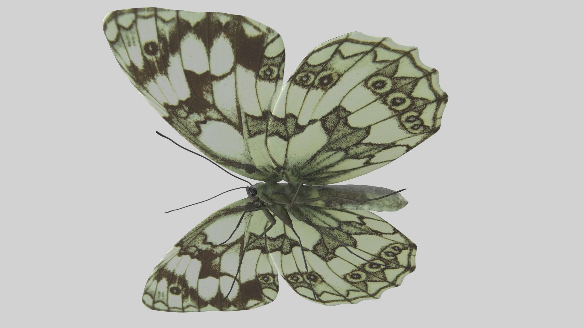 Marbled White Butterfly 3D https://p.turbosquid.com/ts-thumb/H4/z7ceXR/oN/marbledwhite_r3/png/1639983612/1920x1080/fit_q87/151822944be9697f820ac731a95ab36bdc48ff7b/marbledwhite_r3.jpg