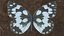 Marbled White Butterfly