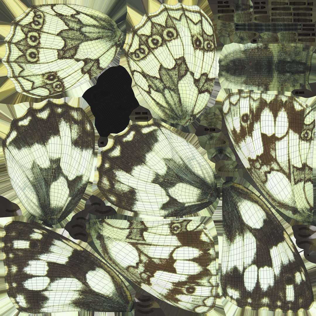 Marbled White Butterfly 3D https://p.turbosquid.com/ts-thumb/H4/z7ceXR/zb/marbledwhite_uv/jpg/1639983618/1920x1080/fit_q87/4231665978e77c27de74d2e6901616c10478f7f9/marbledwhite_uv.jpg