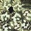 Marbled White Butterfly