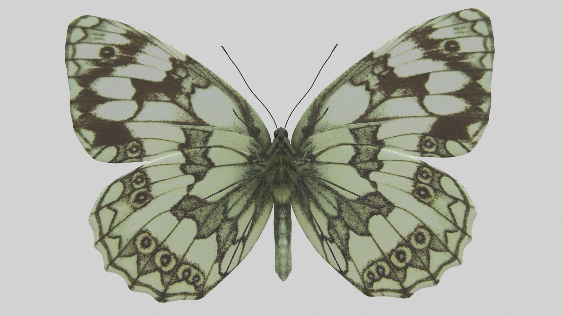 Marbled White Butterfly 3D https://p.turbosquid.com/ts-thumb/H4/z7ceXR/zh/marbledwhite_r2/png/1639983615/1920x1080/fit_q87/add271bc9d86d10ca5b33736b288a805a302afd4/marbledwhite_r2.jpg