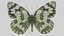 Marbled White Butterfly