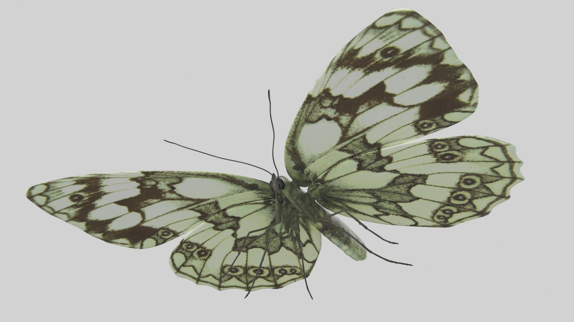 Marbled White Butterfly 3D https://p.turbosquid.com/ts-thumb/H4/z7ceXR/zi/marbledwhite_r6/png/1639983610/1920x1080/fit_q87/0cfd2740feca6889ae412bdb8ce2e567eac555be/marbledwhite_r6.jpg